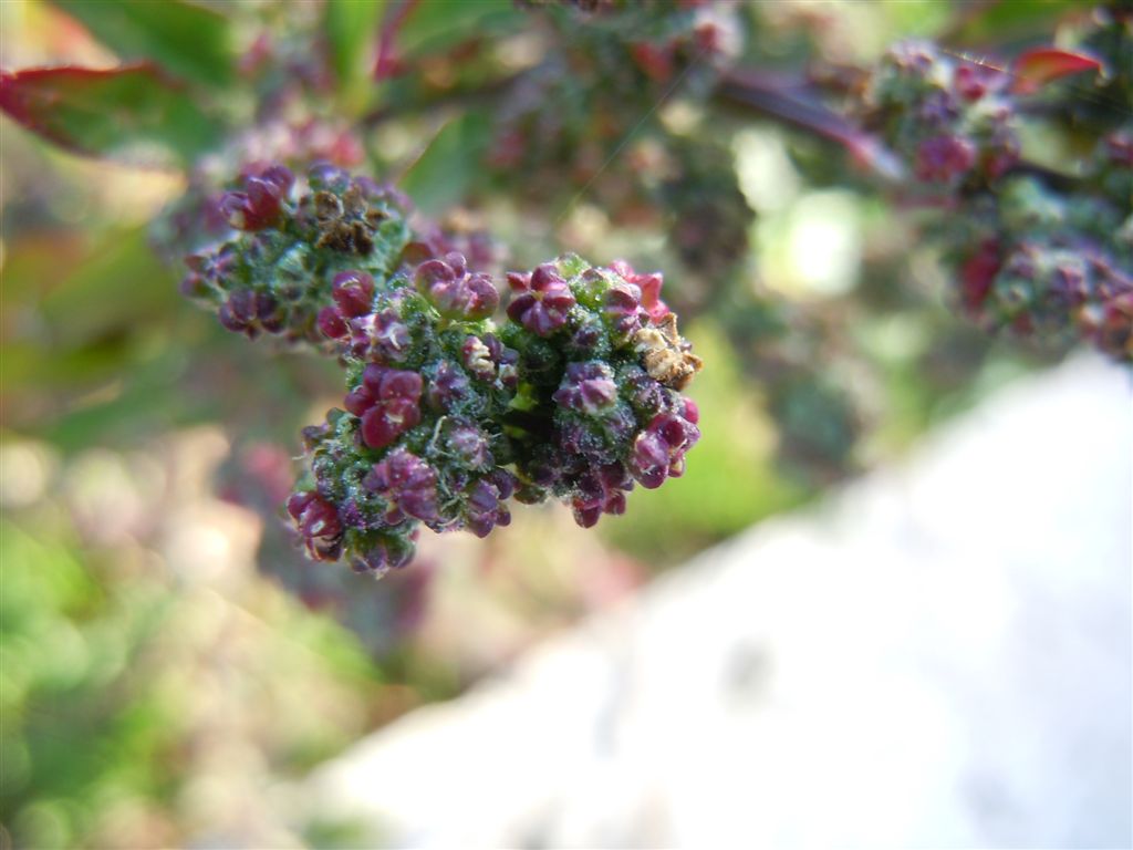 Chenopodium album?